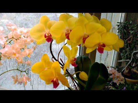 Непрерывное цветение моих орхидей всю зиму .13 февраля 2019 отвечаю на вопросы о уходе.