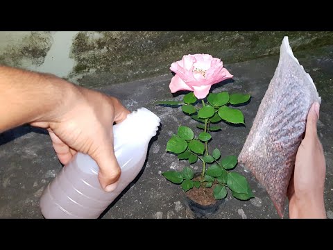 Vídeo: Como Eles Tiveram Uma Rosa Florescendo Em Marte - Visão Alternativa