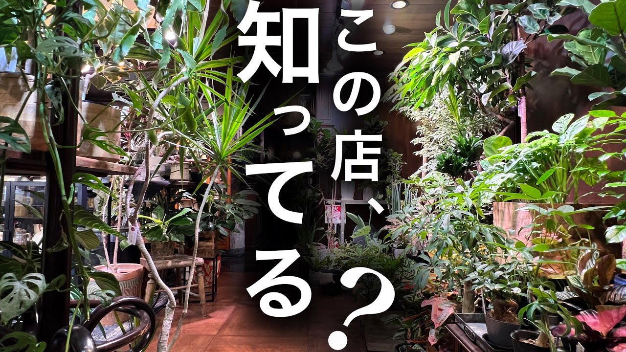 Super bargain!] A hidden gem of a shop where you can buy plants at