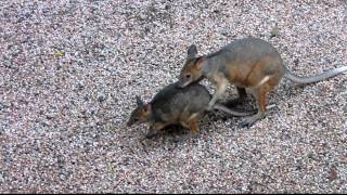 pademelon courtship