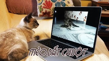 [FULL HD]MÈO BẮT CHUỘT||THE CAT CATCHES THE MOUSE||LAN VƯƠNG