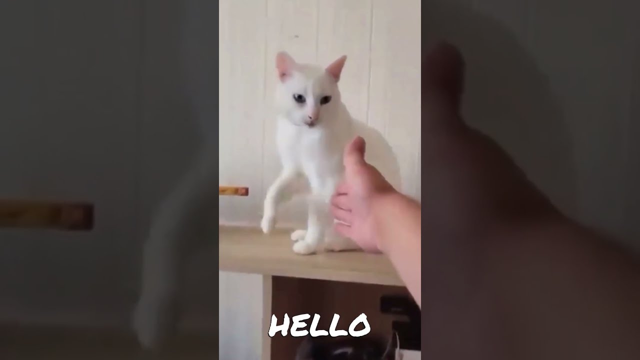 When The Owner Is Crazier Than Cat Shorts