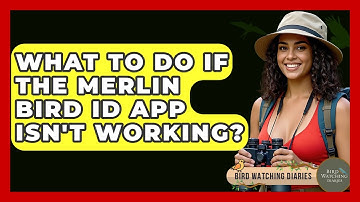 What To Do If The Merlin Bird ID App Isn