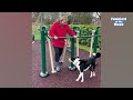 This Moose has no chill | Try Not To Laugh Weekly Animals