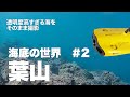 【美しい葉山の海底】水中ドローンによる映像。湘南、西湘とつながる相模湾は日本で数少ない湾内に1000メートルを超える海溝が存在する豊かな海です。