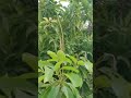 شجرة المانجو أو الهمبا زراعة منزليه شجرة المانجو أو الهمبا زراعة منزليه