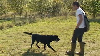 Gundog training: the rules of retrieve