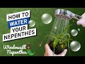 How To Water Your Nepenthes - Don't kill Your Plant Because of Roots Rot! + Nepenthes care routine