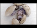 Простой способ засолки грибов