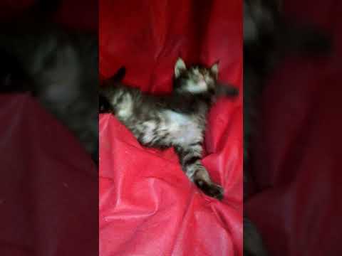 Аборигенные кошки штата