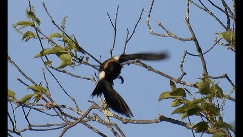 The Bobolinks are back!