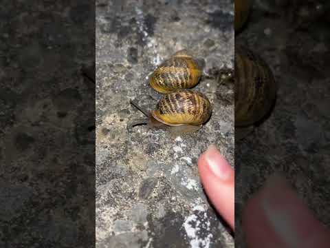So i um Stepped on the snail 😅😅