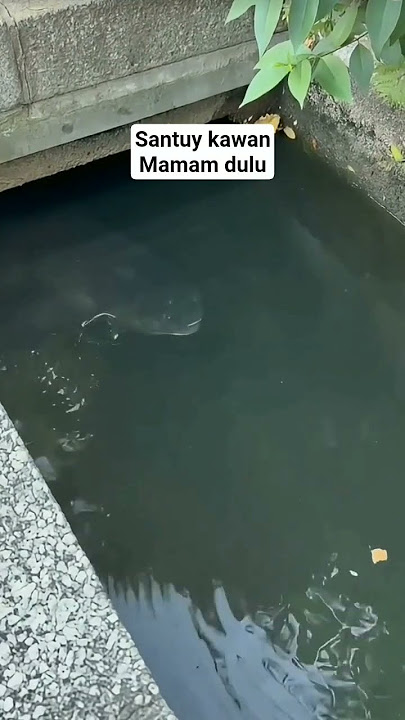 suapin dulu biar kenyang #fishingvideo #mancing #fishingtechniques #mancingmania #fishinglife #fish