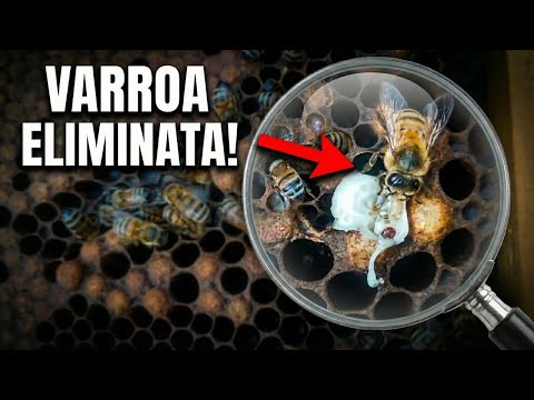 Ho FILMATO le Api mentre ELIMINANO la Varroa (Immagini Reali)