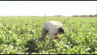 Morocco's Agriculture Industry Grows