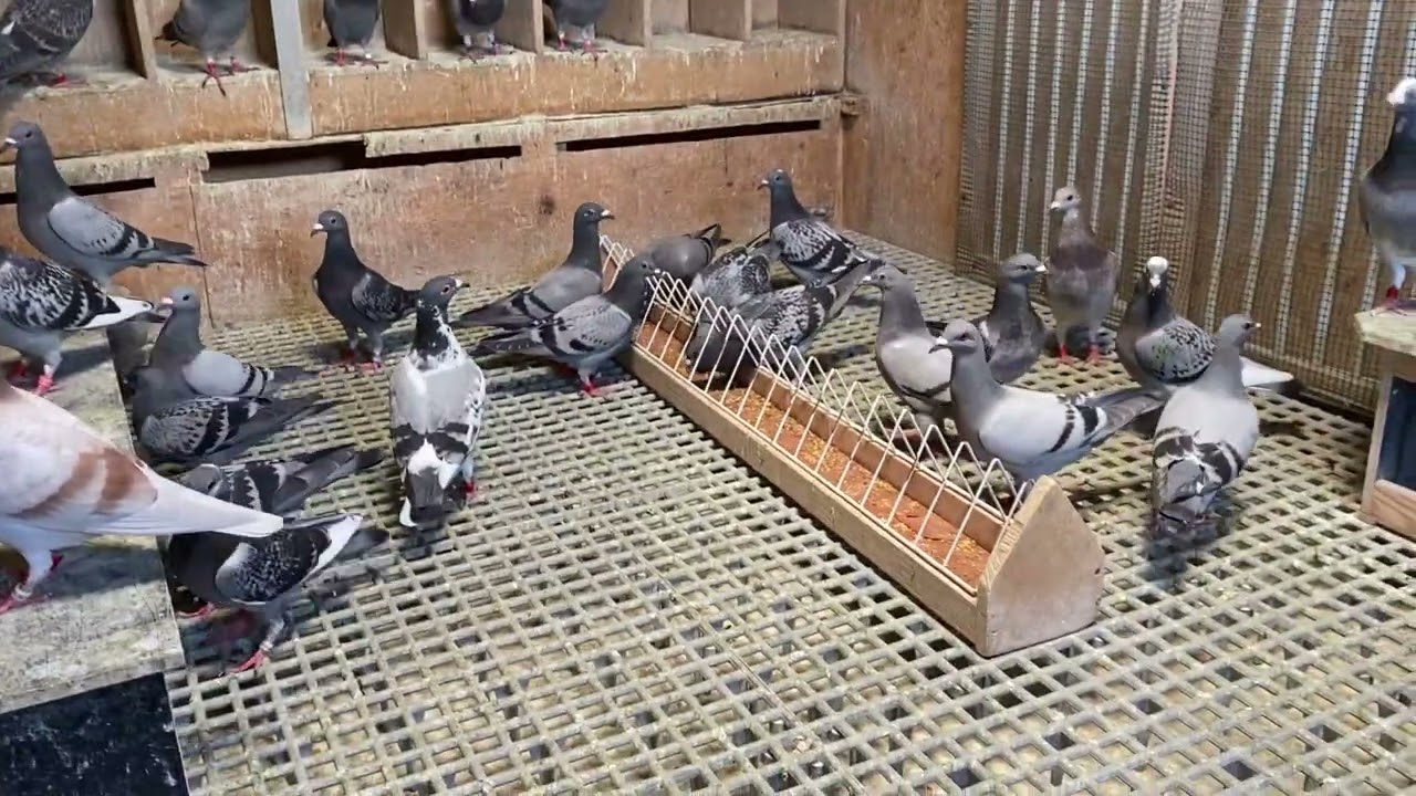 Totul despre puii un nou Vlog despre vaccinare și impunitatea puilor 30/06/2022