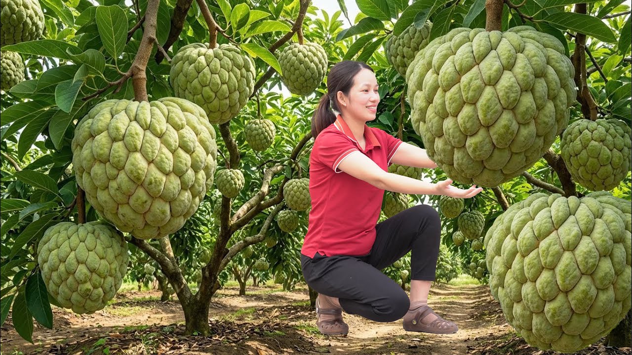 REWIND TIMELAPSE - Harvesting A Lot OF Thai Custard Apples In a Bountiful Garden