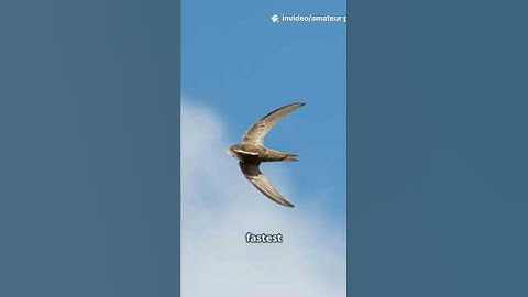 Swift bird #facts #viral #shorts