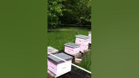 Busy as a bee
