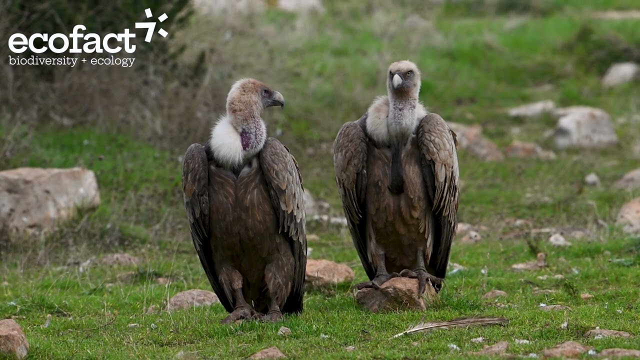 Griffon Vultures (Gyps fulvus) at a site in the Catalan pre-Pyrenees
