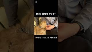 주머니에 강아지간식 넣고다니면 생기는 일  #강아지 #puppy #dog #닥스훈트