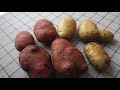 Вес и дегустация  картофеля сорт Уладар и сорт Вектор.