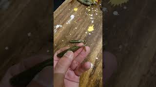 depsのエアホールシャッド（プロト）、一番下が最新バージョン（Vish デプスニュース）#shorts #shortsvideo