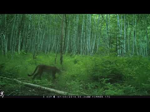 Cougar screaming