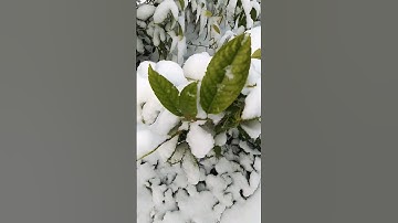 أيات من سورة الاسراء،🌄بصوت القارئ أحمد النفيس،🌼