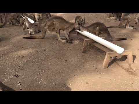 Vídeo: Como Visitar O Santuário Da Vida Selvagem Bonorong Da Tasmânia