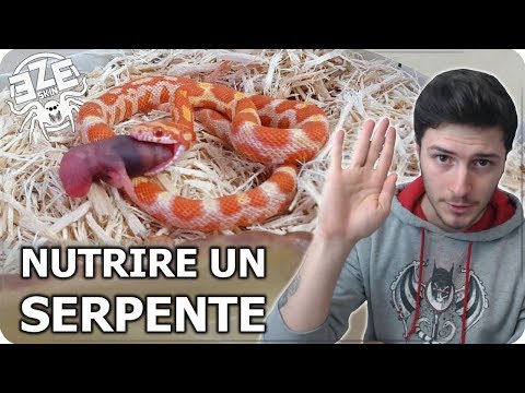 COME NUTRIRE UN SERPENTE : 3 Metodi e Consigli - [ZOO-SKIN]