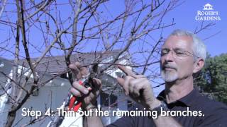 Peach Tree Pruning with Steve Hampson