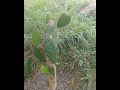 Faida Za Cactus Farming Food