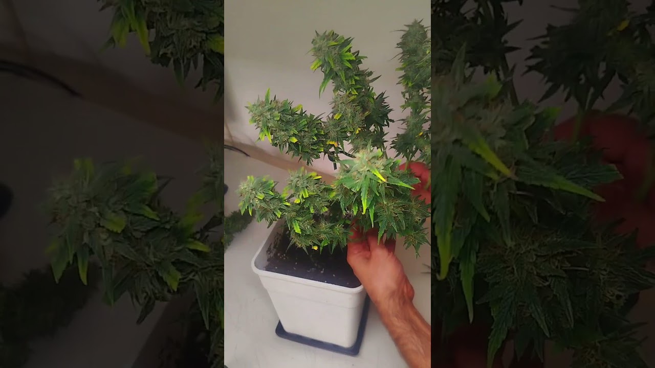 Cream Caramel Auto 