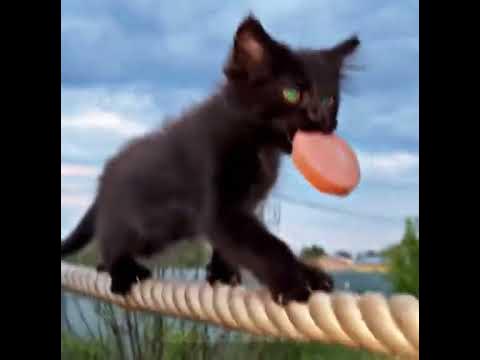 #котик #милота #колбаска - YouTube