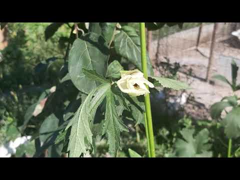 Video: Spoločníci pre Okra: Aké sú rastliny, ktorým sa darí s Okrou v záhrade