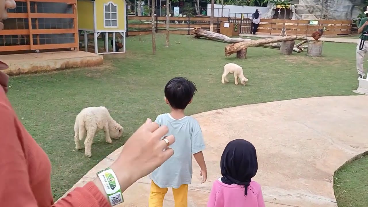 Memberi makan kura-kura, domba dan ikan | Cute Animals For Kids