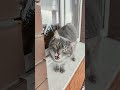#cat #cute #lifeisbutadream #nothingimposibleinthisworld #lovestatus#funnycats