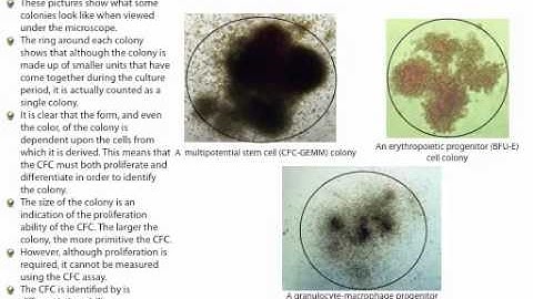 Colony-Forming Cell (CFC) or Colony-Forming Unit (CFU) Assays: The Basics
