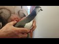 Rescue  number 2 video. Guillemot  saved from death.