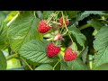 Perfection raspberries  how its grown and packed in australia