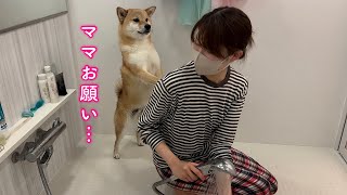 お風呂がどうしても嫌で泣きながら必死に中止をお願いする柴犬が可愛い