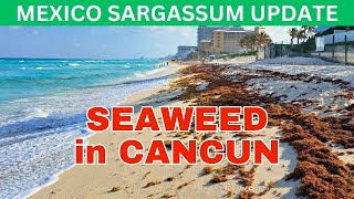 CANCUN Sargassum Seaweed Arrival  Hotel Zone Report  April 22,2024 #mexico #cancun #seaweed