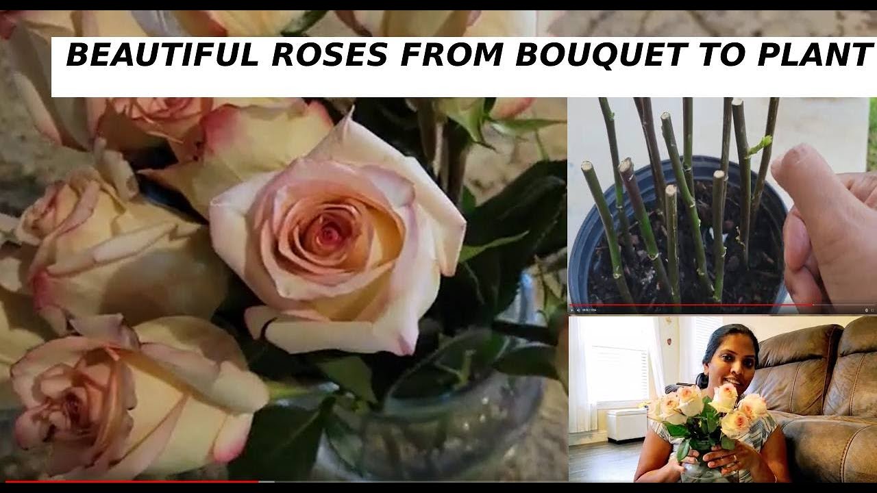 Regrowing Rose plant from Bouquet | Successfully | గులాబీ మెక్క పువ్వు ...
