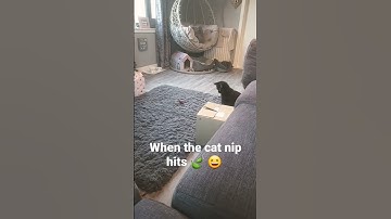 cat nip power up caught on camera 📷 😆 🤣 #cat #blackcat #catsofinstagram #funny #catnip #catsoftiktok