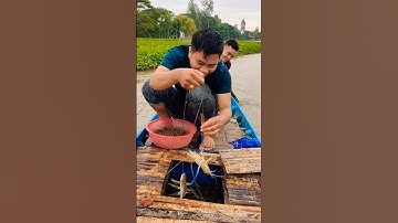 Bắt cá lăng dính tôm càng #tomcangxanh #shorts #food #mientay #fish #nangmientayvlog