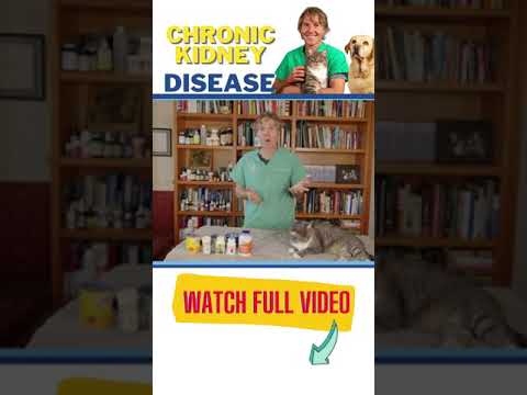 Video: Feline nyreinsufficiens: En katnyresygdom