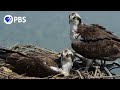 Osprey Pair Guards Nest From Intruders