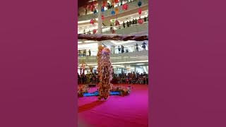 kontes baby barongsai kepala pria ekor wanita kakak beradik