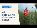 Nature   la dcouverte du hamster gant dalsace